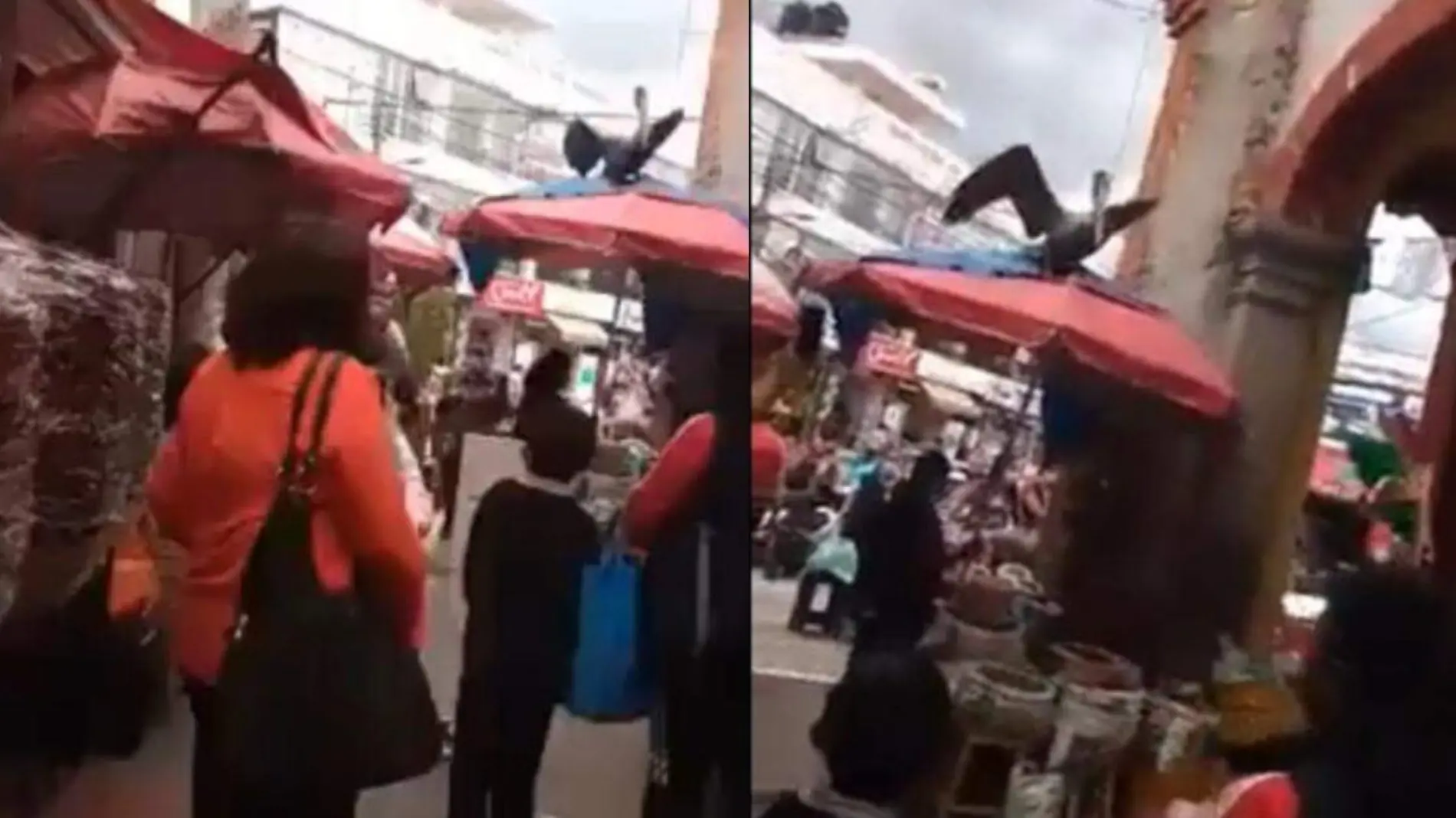 Pelícano cae en pleno mercado de San Martín Texmelucan